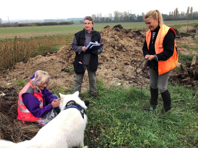 Résultats du Berger Blanc Suisse en RU