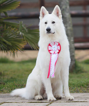 Champion berger blanc suisse