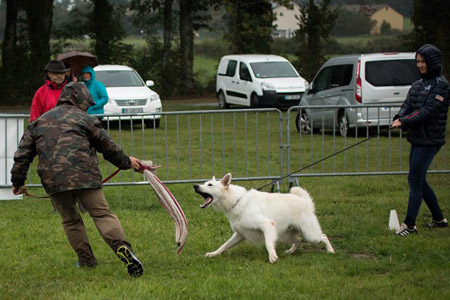 Berger blanc suisse au TAT