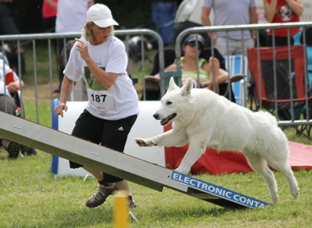 Berger blanc suisse en agility