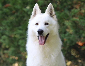 Portrait de berger blanc suisse