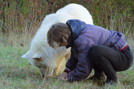 Berger blanc suisse au cavage