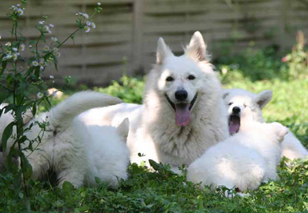 Berger blanc suisse et ses chiots