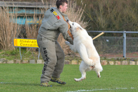 Berger blanc suisse en mondioring