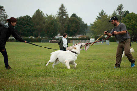 Berger blanc suisse au TAT