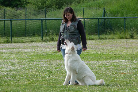 Berger blanc suisse en obéissance