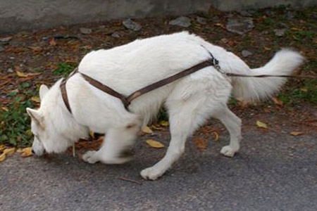 Berger blanc suisse en pistage