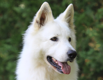 Portrait de berger blanc suisse