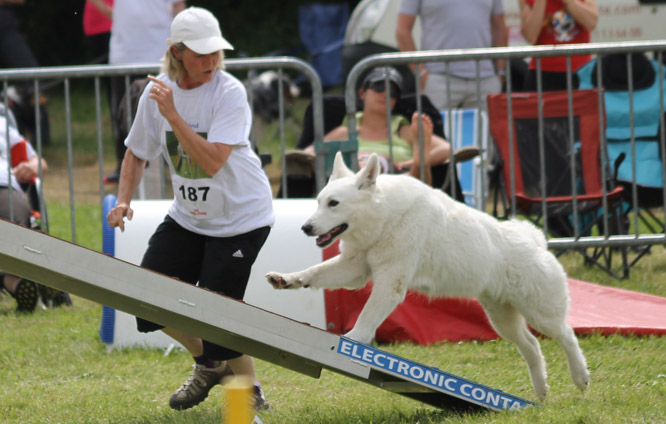 Résultats d'agility des bergers blancs suisses