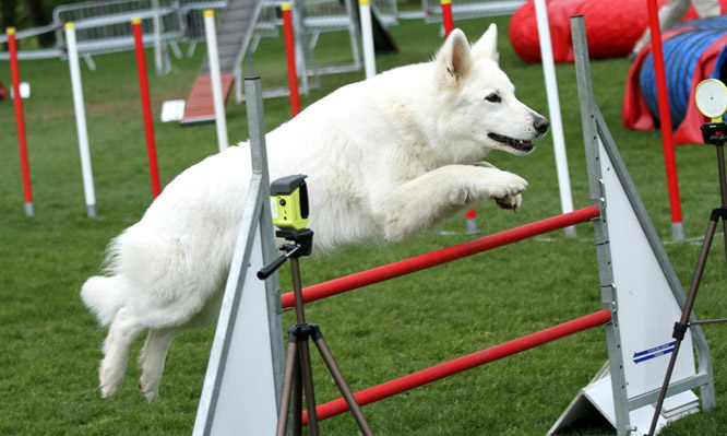 Résultats d'agility des bergers blancs suisses