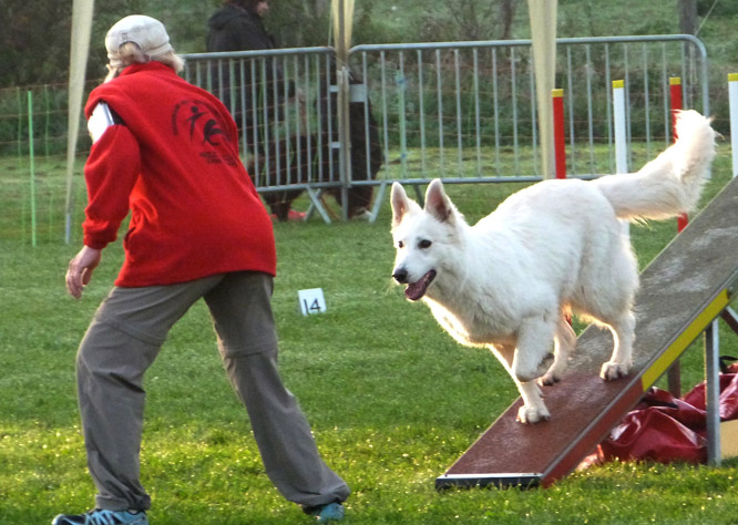 Résultats d'agility des bergers blancs suisses