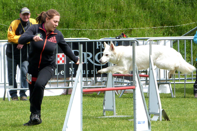 Résultats d'agility des bergers blancs suisses