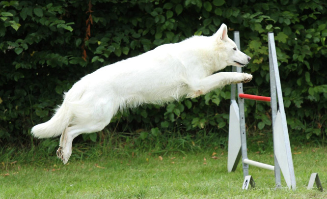 Résultats d'agility des bergers blancs suisses