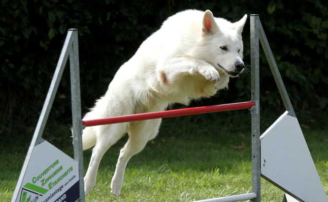 Résultats d'agility des bergers blancs suisses