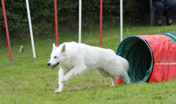 Résultats d'agility des bergers blancs suisses