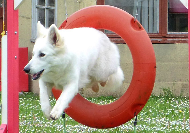 Résultats d'agility des bergers blancs suisses