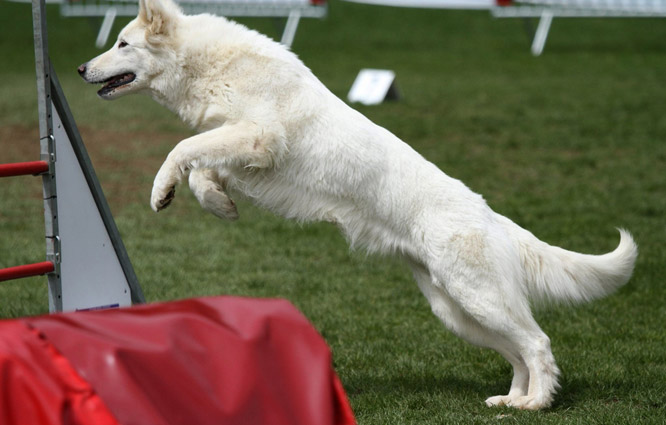 Résultats d'agility des bergers blancs suisses