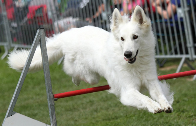 Résultats d'agility des bergers blancs suisses