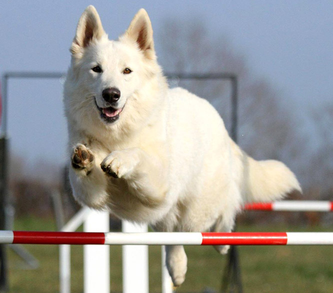 Résultats d'agility des bergers blancs suisses