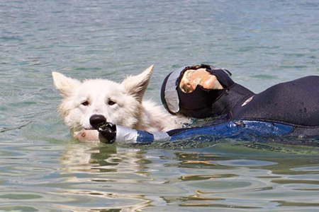 Berger blanc suisse en sauvetage à l'eau