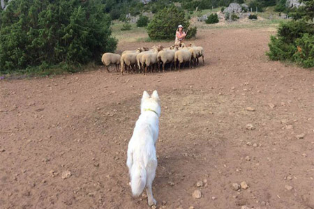 Berger blanc suisse au troupeau