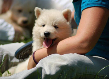 Chiot berger blanc suisse