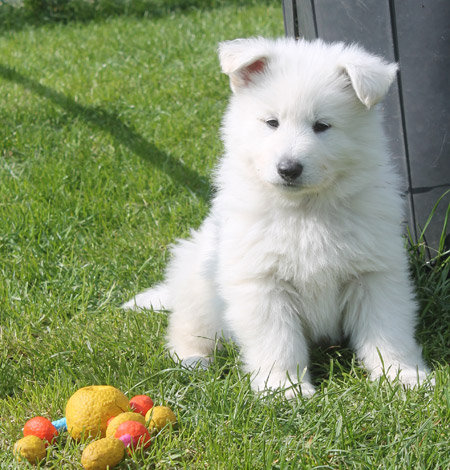 Chiot berger blanc suisse