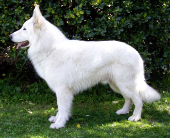 Berger blanc suisse en statique