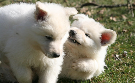 Chiots berger blanc suisse