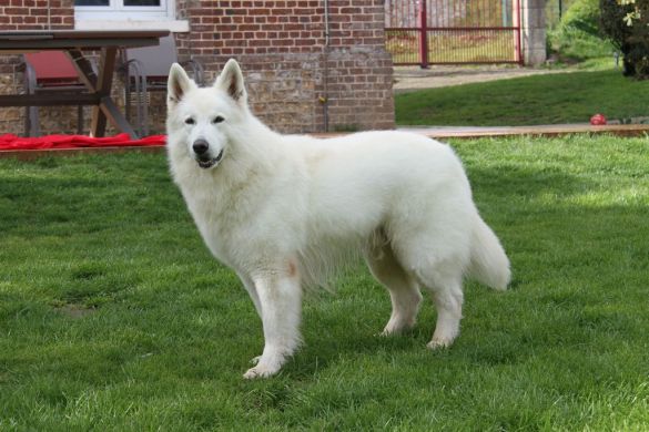 Ch. N'tikaani White Wolf du Grand Perche 