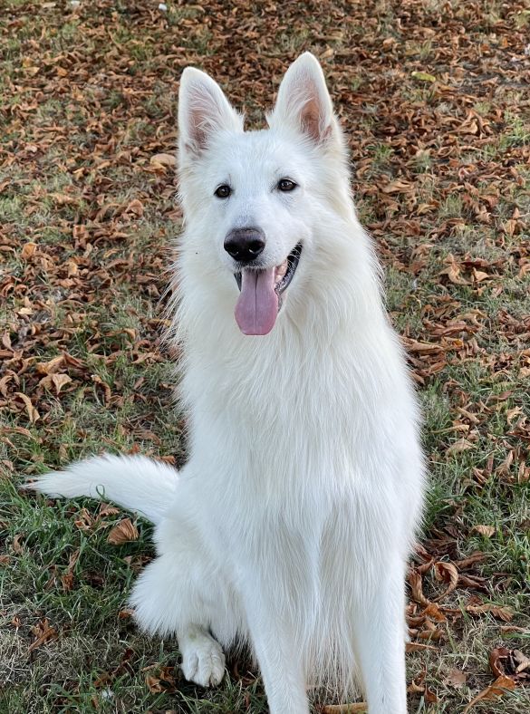 Ch. Petrus des Petites Pattes Blanches 