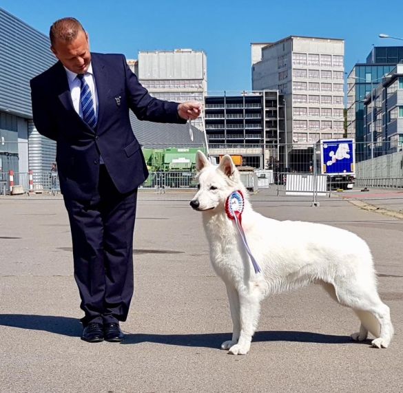 Berger blanc suisse