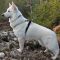 Sire Artus du Jardin des P'tits Loups