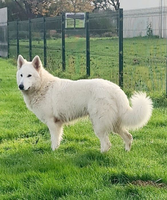Berger blanc suisse
