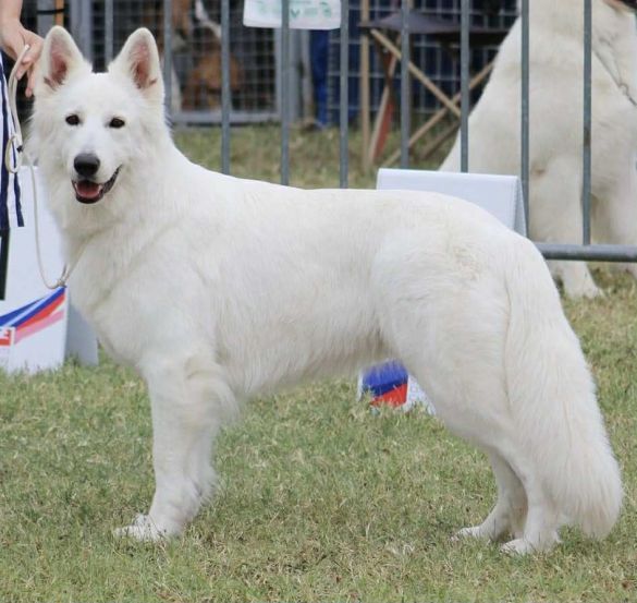 Berger blanc suisse