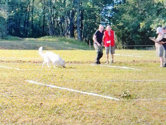 Résultats du Berger Blanc Suisse en cavage