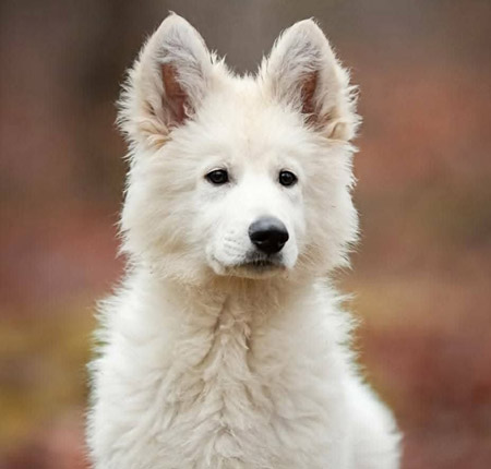 Contacter l'Association Française du Berger Blanc (AFBB)