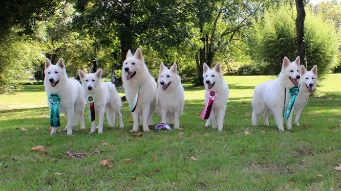 Spéciale de race ~ CACS Denguin (Pau) ~ 14 Septembre 2025 🔅