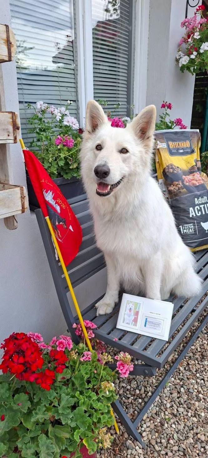 🐾 Résultats du Concours d’Ingwiller – 31 août 🐾